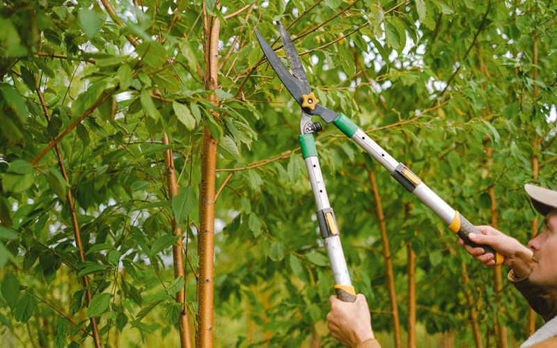 Tree trimming in Sugar Grove, OH